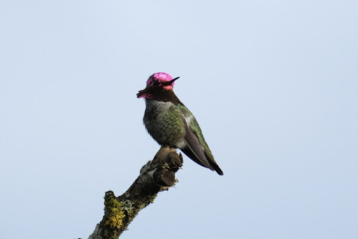 Nature Preserve «Beaverton Creek Wetlands Natural Area», reviews and photos, SW 153rd Dr, Beaverton, OR 97006, USA