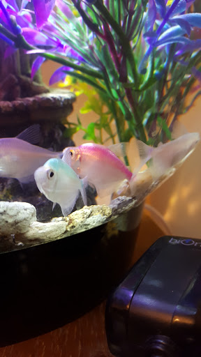 Pet Supply Store «Petland Discounts - Park Slope», reviews and photos, 510 5th Ave, Brooklyn, NY 11215, USA