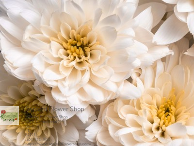 Florist «Sanford Flower Shop», reviews and photos, 209 E Commercial St, Sanford, FL 32771, USA