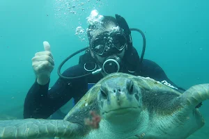 Floripa Dive Mergulho image