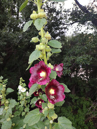 Gift Shop «Mt Lemmon General Store & Gift», reviews and photos, 12856 N Sabino Canyon Park, Mt Lemmon, AZ 85619, USA