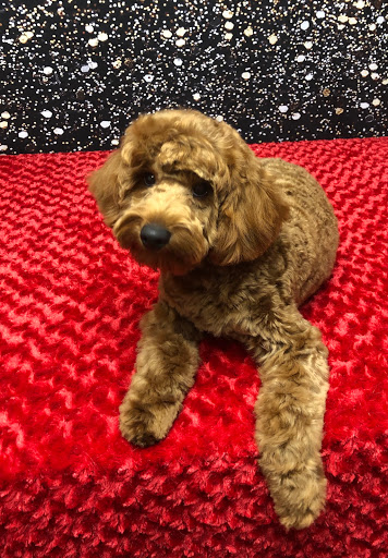 Pet Groomer «Pampered Pet Grooming and Dog Training, Inc.», reviews and photos, 2 Henson Pl #3, Champaign, IL 61820, USA