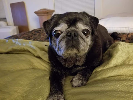 Pet Supply Store «Petco Animal Supplies», reviews and photos, 1309 W Main Rd, Middletown, RI 02842, USA