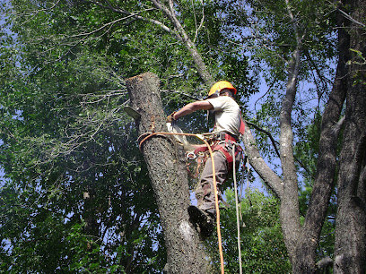 Carlson Tree Service
