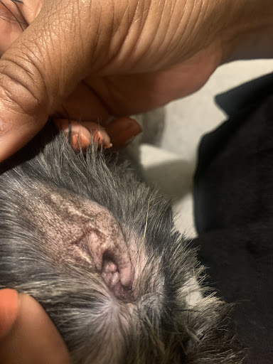 Pet Groomer «Pause 4 Paws Pet Grooming And Hotel», reviews and photos, 3770 W County Line Rd, Douglasville, GA 30135, USA