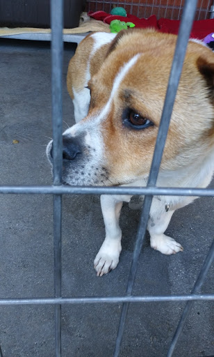 Pet Supply Store «Creative Pet Supply», reviews and photos, 305 N Harbor Blvd, San Pedro, CA 90731, USA