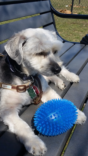 Dog Park «Carol Stream Bark Park», reviews and photos, 280 Kuhn Rd, Carol Stream, IL 60188, USA