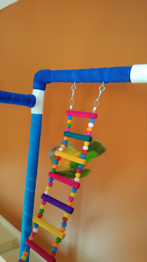 Bird Shop «In A Pickle Parrot Shop», reviews and photos, 7924 Broadview Rd, Broadview Heights, OH 44147, USA