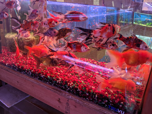 Tropical Fish Store «Ocean Flower», reviews and photos, 356 Hyde St, San Francisco, CA 94109, USA