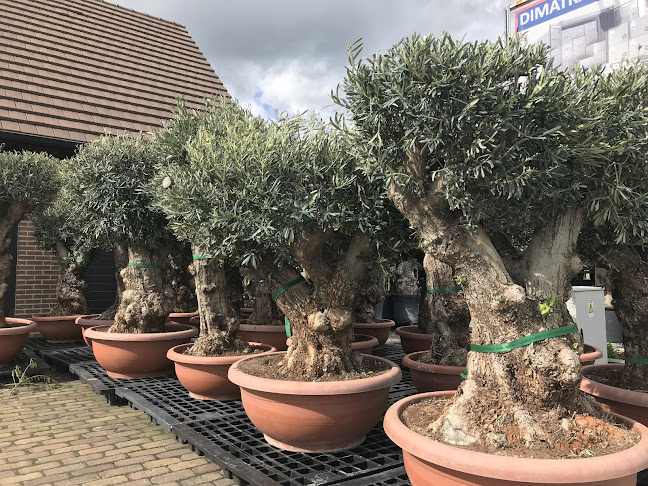 Beoordelingen van Dimatrading Olijfbomen en fiberstone potten in Sint-Niklaas - Tuincentrum