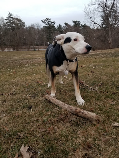 Farm «Pequitside Farm», reviews and photos, 79 Pleasant St, Canton, MA 02021, USA