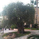 Photo n°2 de l'avis de Oscar.u fait le 25/07/2020 à 21:02 sur le  Arbatasar Ristorante à Arbatax