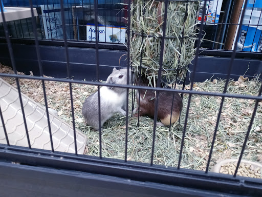 Pet Supply Store «Pet Supplies Plus», reviews and photos, 2927 Riley Fuzzel Rd #400, Spring, TX 77386, USA