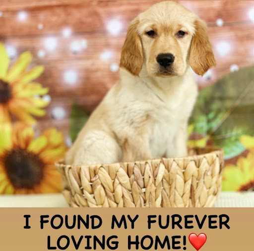 Dog Breeder «Playful Pets», reviews and photos, 115 Ridge Pike, Conshohocken, PA 19428, USA