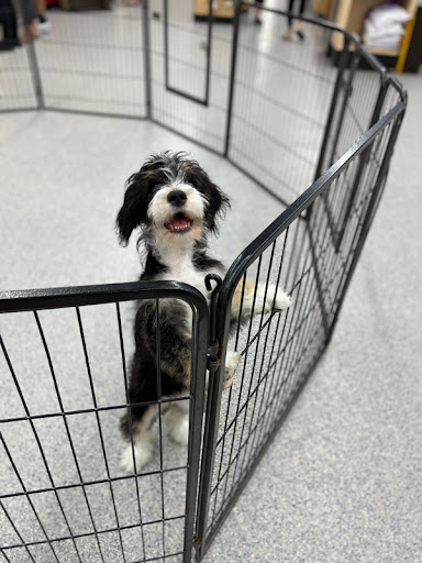 Pet Store «Animal Kingdom», reviews and photos, 5000 S Arizona Mills Cir, Tempe, AZ 85282, USA