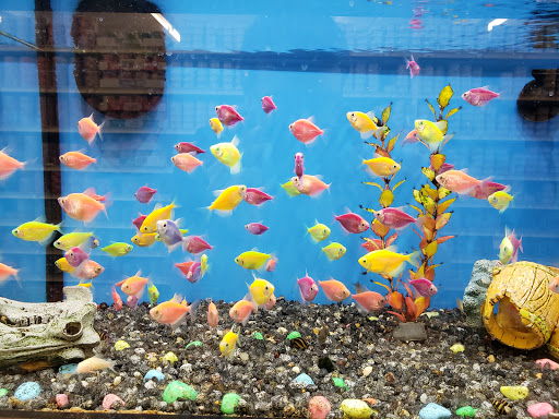 Pet Supply Store «Pet Supplies Plus», reviews and photos, 24-02 Fair Lawn Ave, Fair Lawn, NJ 07410, USA