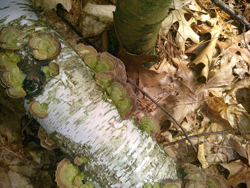 Dog Park «Andover dog park», reviews and photos, 288 High Plain Rd, Andover, MA 01810, USA