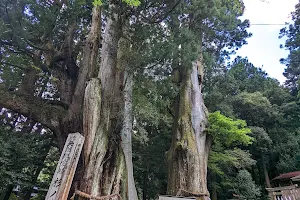大杉の苑 image