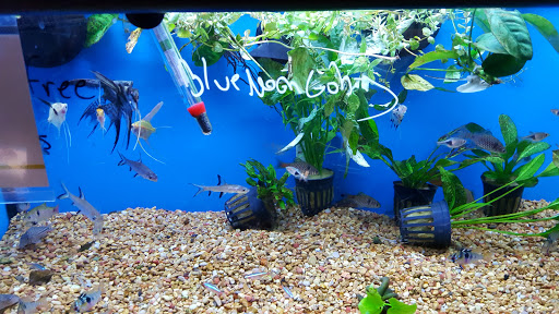 Pet Supply Store «Petco Animal Supplies», reviews and photos, 169 Parkingway, Quincy, MA 02169, USA