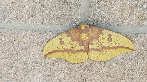 Nature Preserve «Hickory Knolls Discovery Center», reviews and photos, 3795 Campton Hills Drive, St Charles, IL 60175, USA