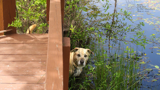 Dog Park «Mt. Airy Dog Park», reviews and photos, 3006 Westwood Northern Blvd, Cincinnati, OH 45211, USA