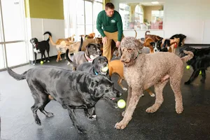 All Paws Inn Pet Resort and Daycare image