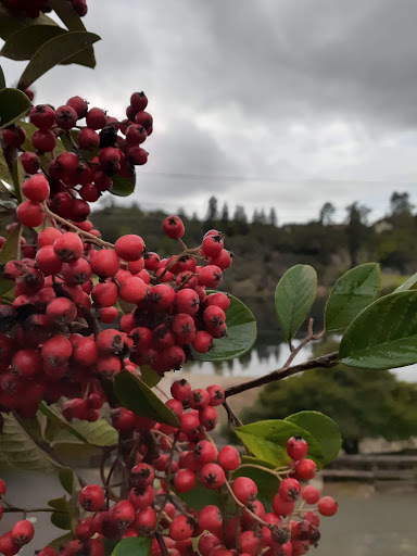 Park «Temescal Regional Recreation Area», reviews and photos, 6502 Broadway Terrace, Oakland, CA 94618, USA