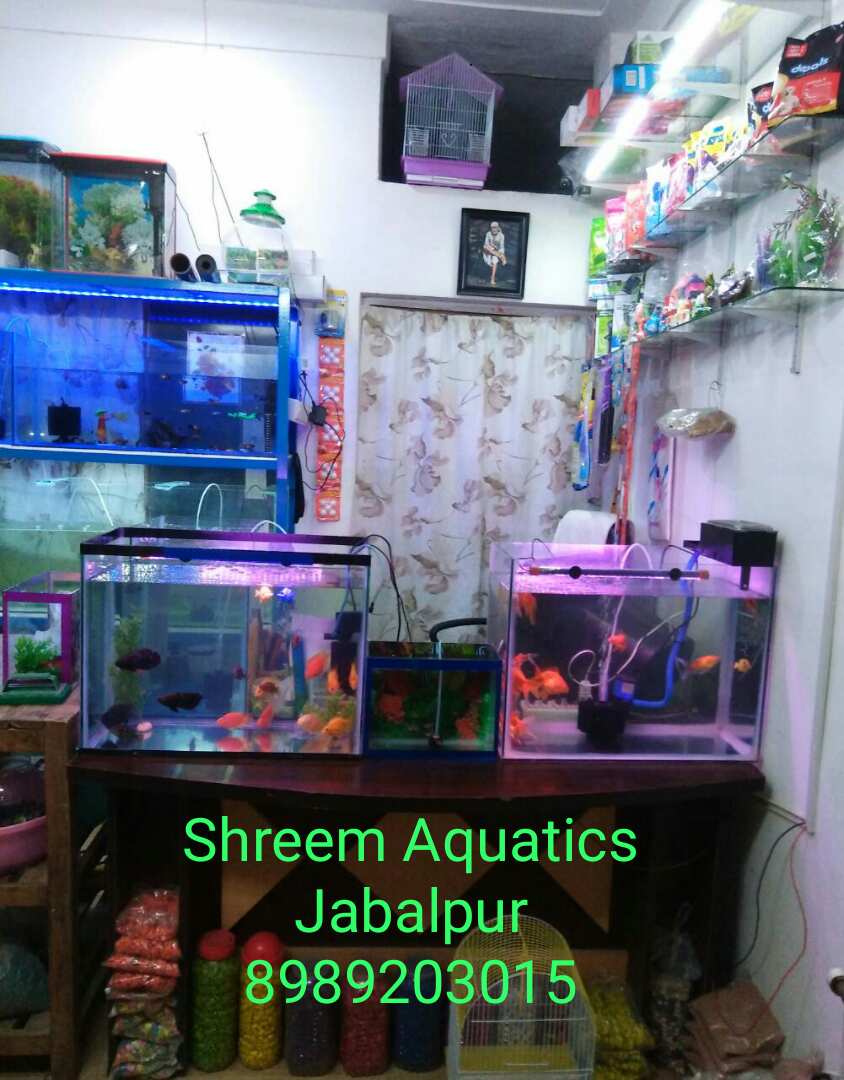Shreem Aquatics Aquarium (Fish, Aquarium & Pet Shop)