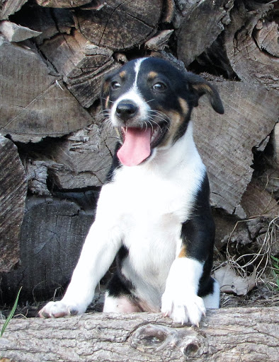 Clan Clark Decker Line Rat Terriers