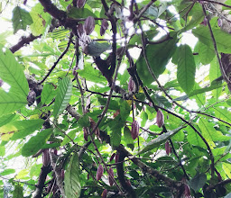 Hidden Garden At Baru photo