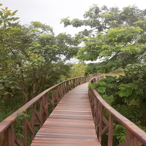 Camino a la cocodrilera, Isla Santay