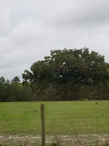 National Forest «Ocala National Forest», reviews and photos, FL-40, Silver Springs, FL 34488, USA