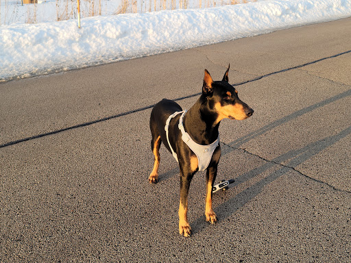 Nature Preserve «Hidden Oaks Conservation Area», reviews and photos, 419 Trout Farm Rd, Bolingbrook, IL 60440, USA