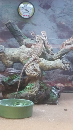 Pet Supply Store «Petco Animal Supplies», reviews and photos, 10190 W McDowell Rd, Avondale, AZ 85323, USA