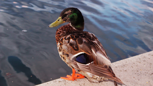 State Park «White River State Park», reviews and photos, 801 W Washington St, Indianapolis, IN 46204, USA