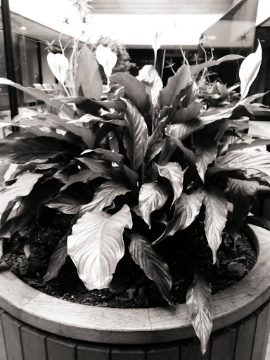 Shopping Mall «Arborland Center», reviews and photos, 3600 Washtenaw Ave, Ann Arbor, MI 48104, USA