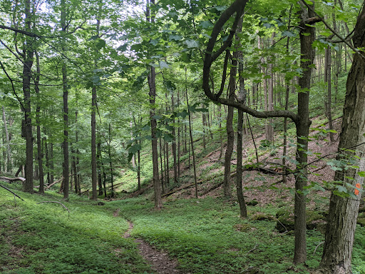Quehanna Trail