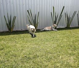 The Woof Place Puebla photo