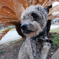 Wake And Train k9 - Photo 2 - Car repair in , San Antonio