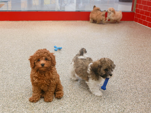 Pet Store «Animal Kingdom», reviews and photos, 4500 N Oracle Rd #254, Tucson, AZ 85705, USA