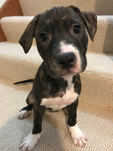 Animal Rescue Service «Motley Zoo Animal Rescue», reviews and photos, 16715 Cleveland St A, Redmond, WA 98052, USA