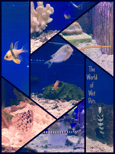 Pet Store «World of Wet Pets», reviews and photos, 8542 SW Apple Way, Portland, OR 97225, USA