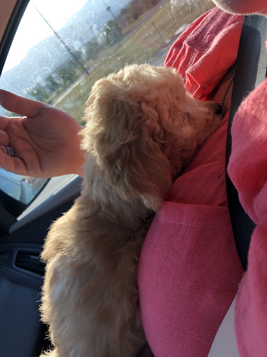 Pet Store «Pet City Pet Shops», reviews and photos, 750 Citadel Dr N # 2092, Colorado Springs, CO 80909, USA