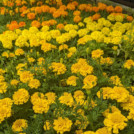 Wholesale Plant Nursery «Garden Fantasy», reviews and photos, 43250 Tyler Rd, Belleville, MI 48111, USA