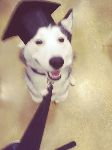 Pet Supply Store «PetSmart», reviews and photos, 11132 Abercorn St, Savannah, GA 31419, USA