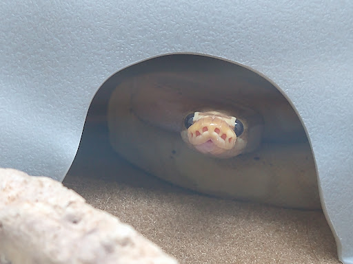 Pet Supply Store «Pet Supplies Plus», reviews and photos, 211 Golden Isles Plaza, Brunswick, GA 31520, USA