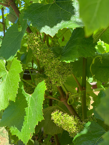 Winery «Burrell School Vineyards», reviews and photos, 24060 Summit Rd, Los Gatos, CA 95033, USA