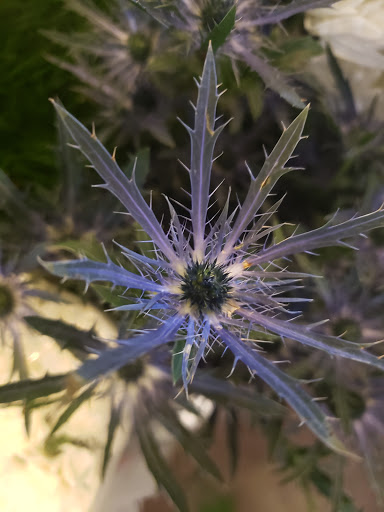 Florist «Treasures Remembered Florist», reviews and photos, 600 W Locust St, Princeton, KY 42445, USA