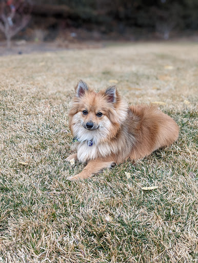 Pet Store «Healthy Pets Mountain West», reviews and photos, 2352 Fort Union Blvd, Cottonwood Heights, UT 84121, USA