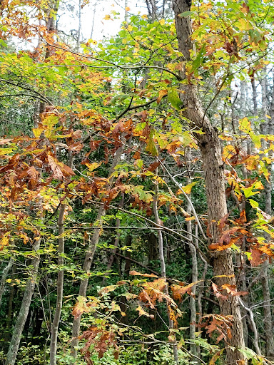 Nature Preserve «Edwin B. Forsythe National Wildlife Refuge- deCamp Wildlife Trail», reviews and photos, 365 Mantoloking Rd, Brick, NJ 08723, USA